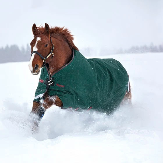 New Rambo Original w/Arches 100g Turnout Blanket - Green/Red New Rambo Original W/Arches 100g Turnout Blanket - Green/Red -Equestrian Gear 463245 800 auto