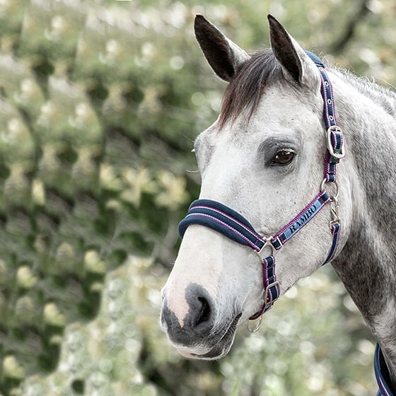 Rambo Padded Halter - Navy/Burgundy Rambo Padded Halter - Navy/Burgundy -Equestrian Gear 464331 800 auto